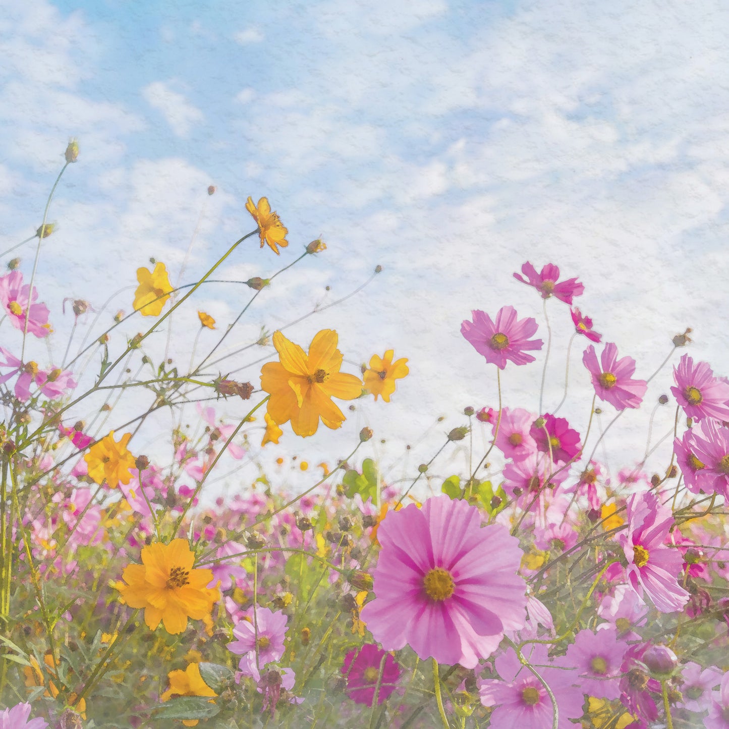 Fresh Wildflowers Scents
