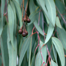 Load image into Gallery viewer, Eucalyptus Essential Oil