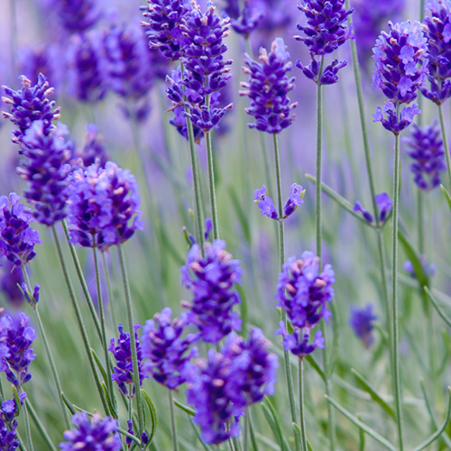 Lavender Essential Oil