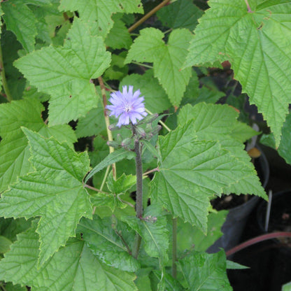 Patchouli Essential Oil