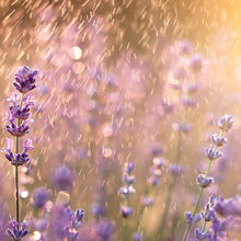 Load image into Gallery viewer, Lavender Rain Odor Eliminating Melts 2.5oz
