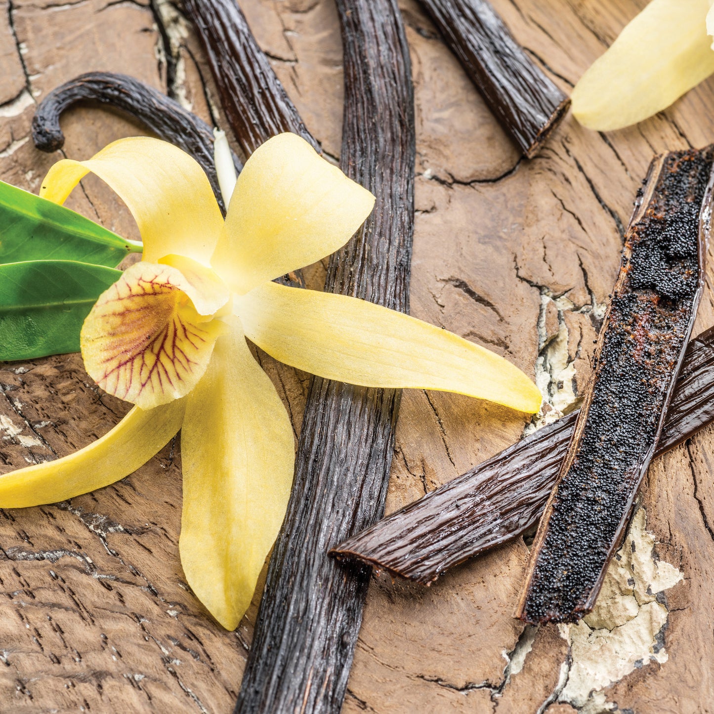 Vanilla Bean Odor Eliminating Melts 2.5oz